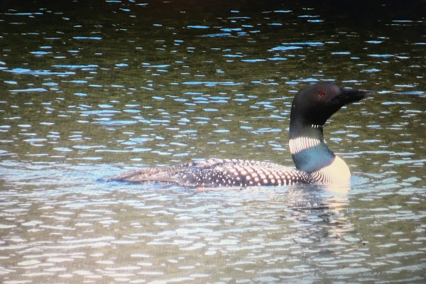 Daddy loon