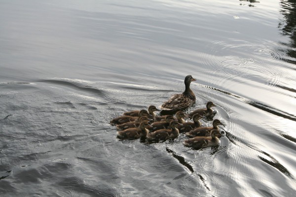 Visiters to Blue Heron Cove