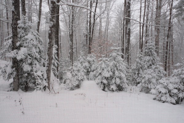 Beautiful trees surrounding cabin