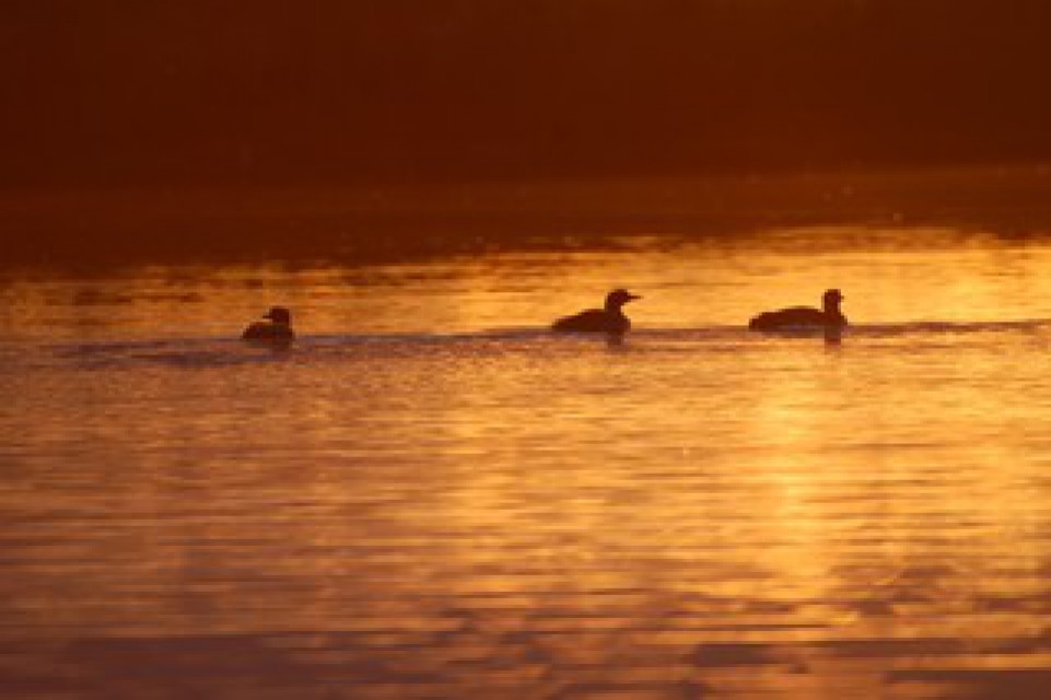 Loons by sunset light at Wind Song

