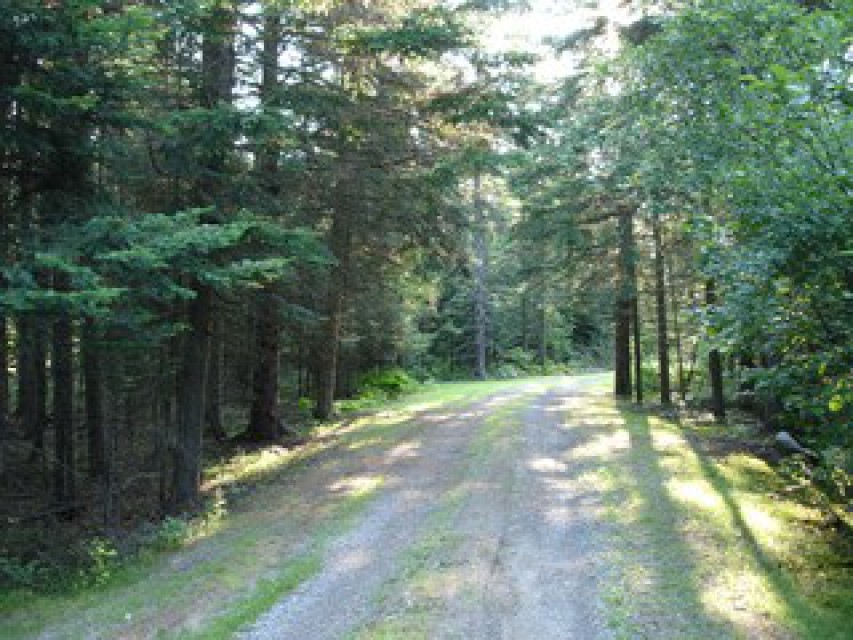 Long driveway on the wooded two acre lot