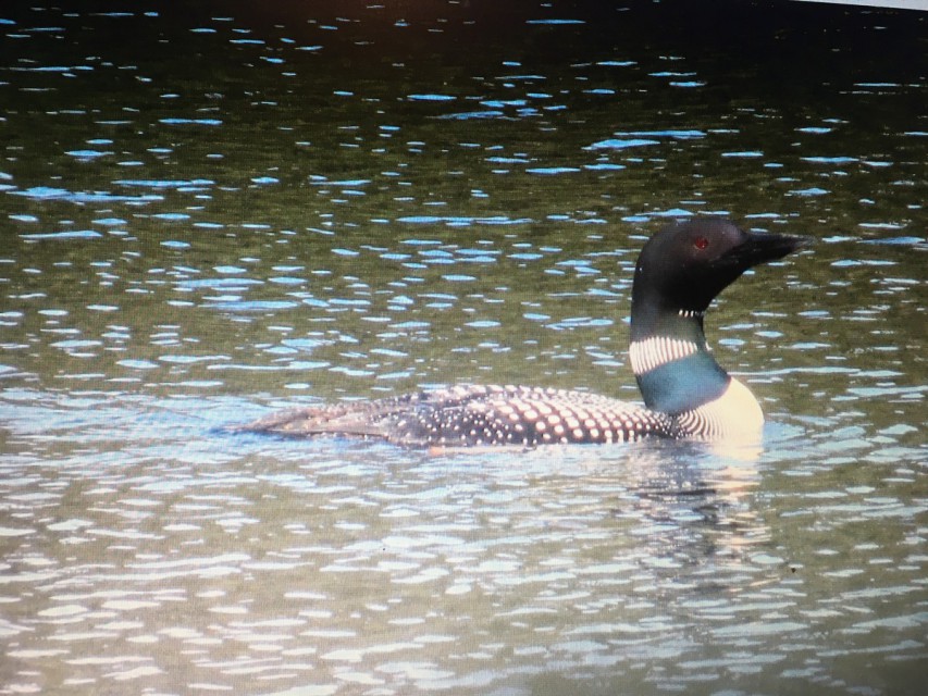 Daddy loon