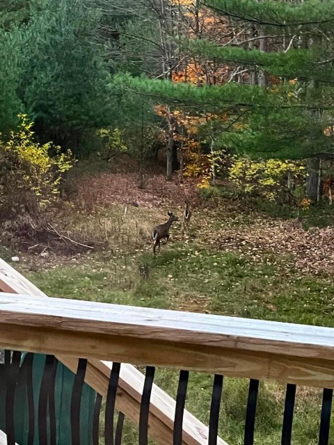 View out rear deck