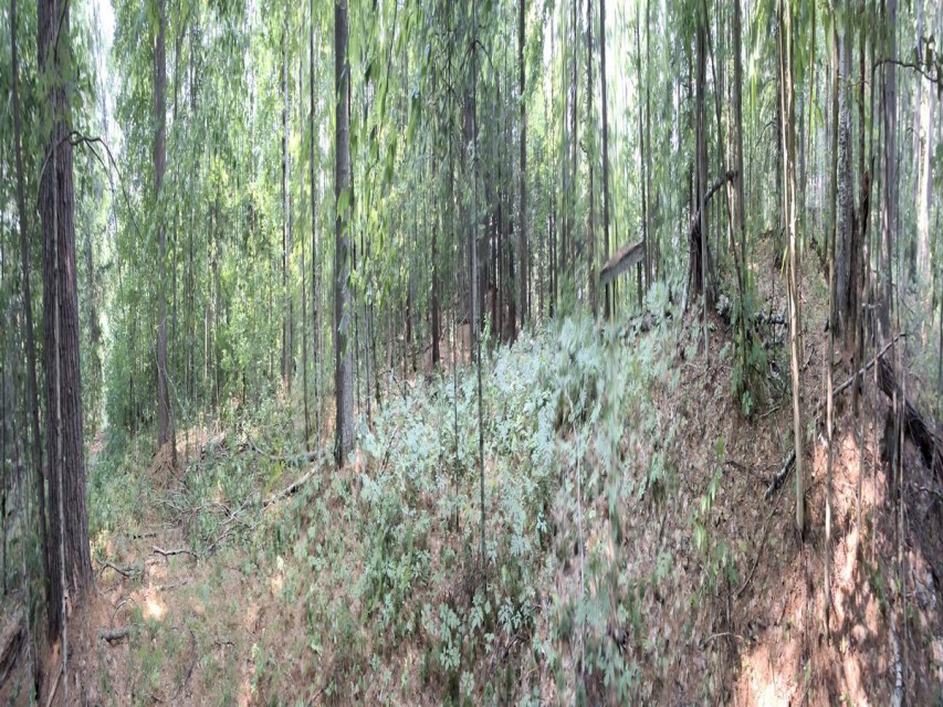 Panorama of lots