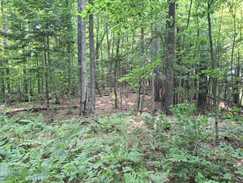 View of lots from adjacent dirt road