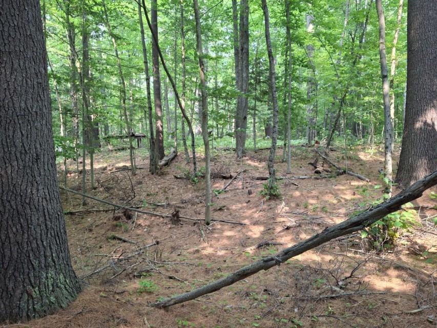 Looking across lot towards Little Clear