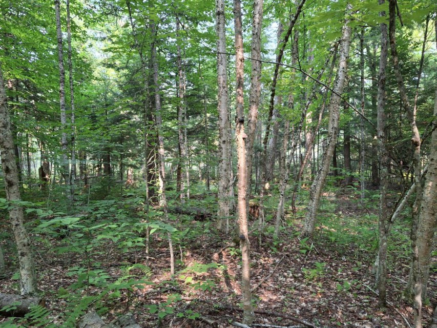 Birch, Maple & other trees on lots