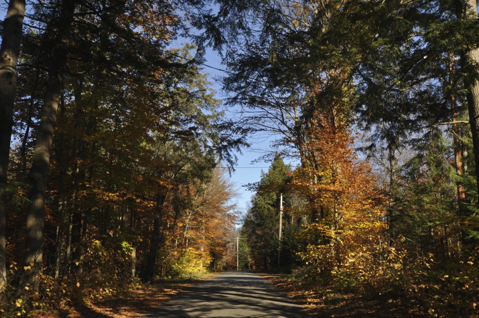 Leafy lane