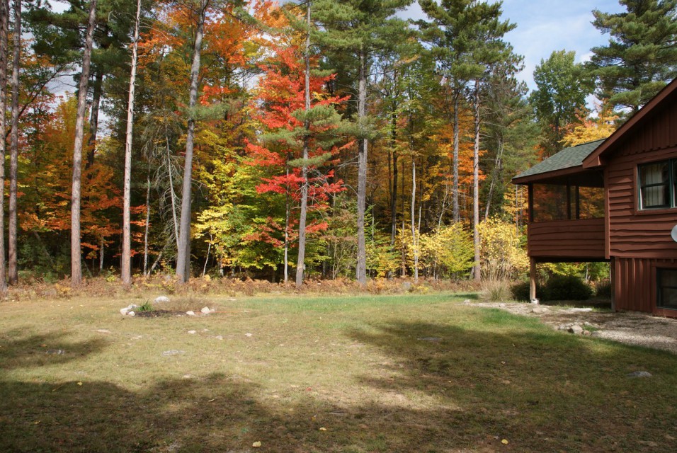 Surrounded by Trees