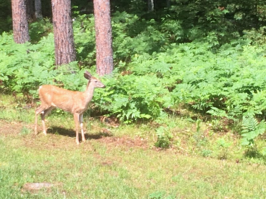 Frequent Wildlife