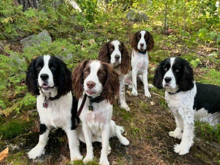 Loon Island is Dog Heaven