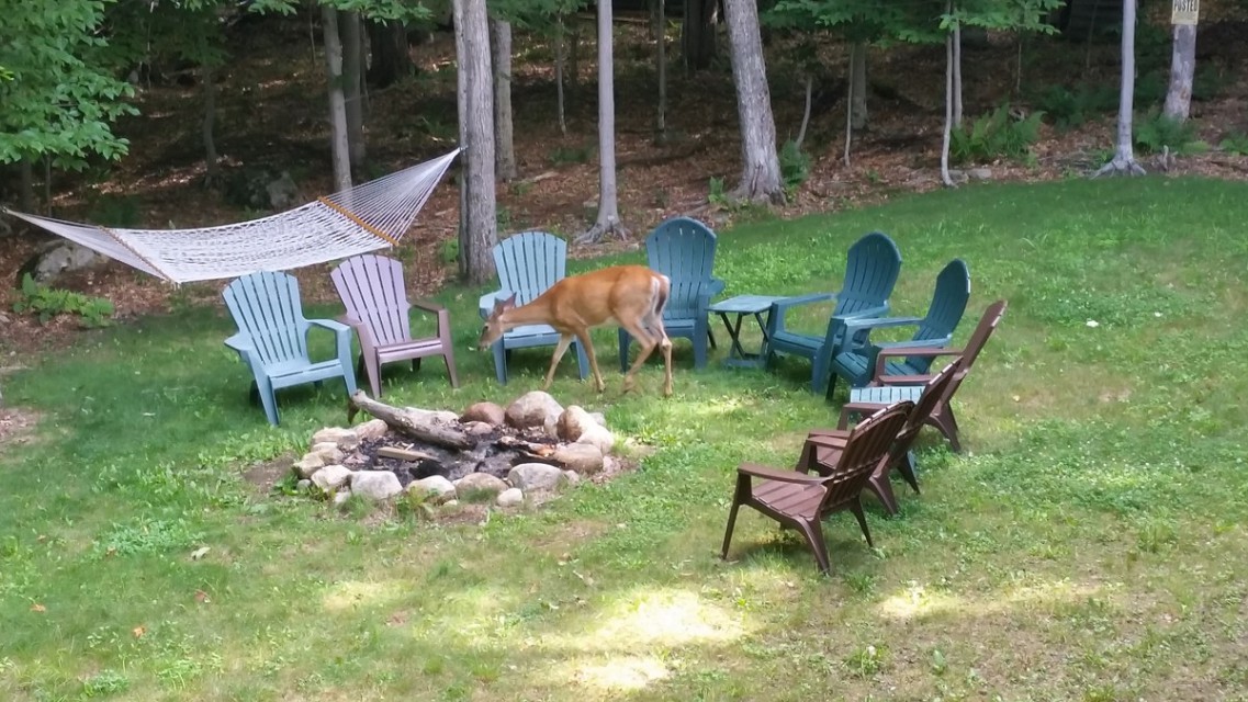 Firepit & hammock (with a visiting doe!) 