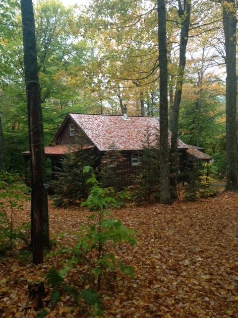 fall foliage