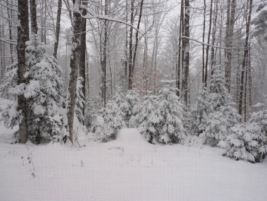 Beautiful trees surrounding cabin