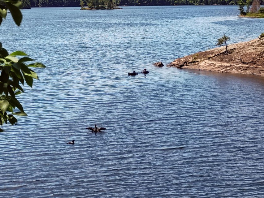 Loons and swimmers are happy in our cove!