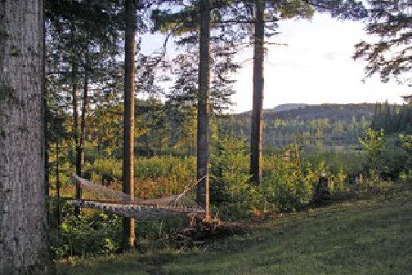 Backyard hammock overlooking the stream and pond
