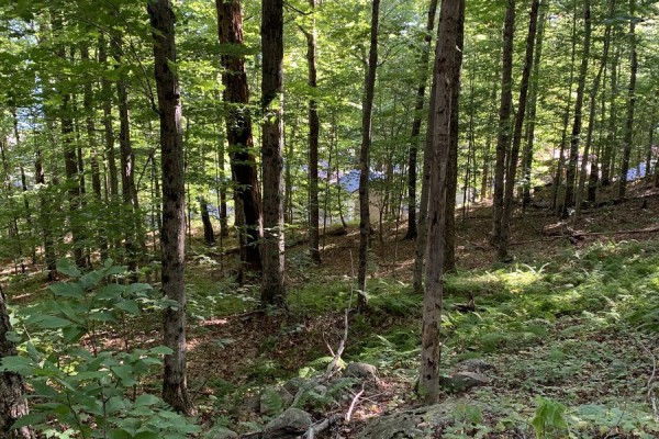 Wooded area behind camp