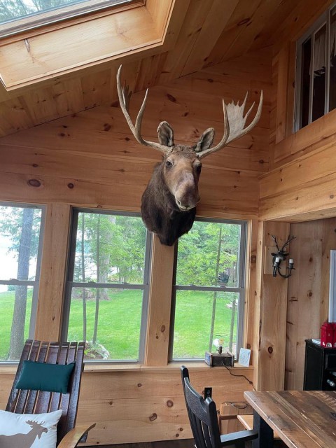 "Kevin" the house moose