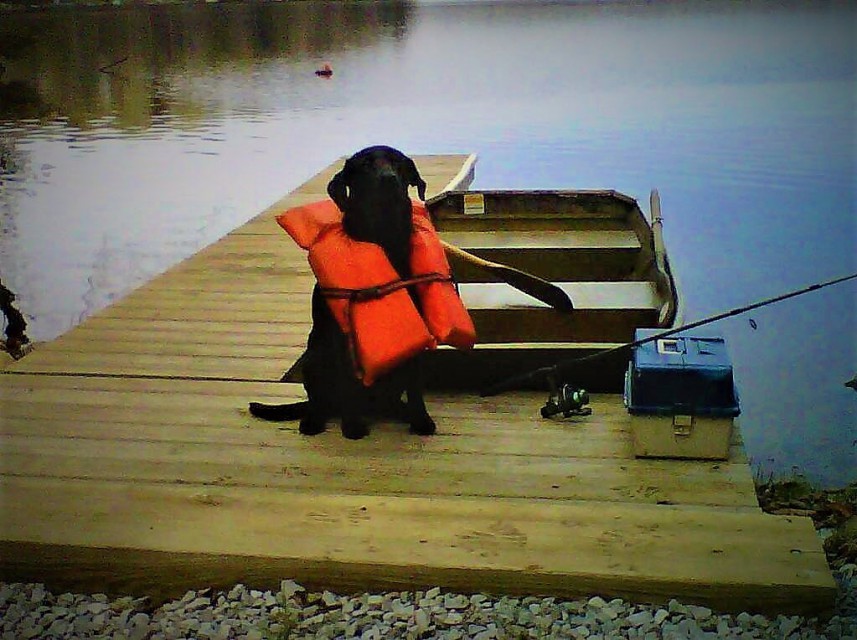 Our Dog, Buddy at the Cottage.