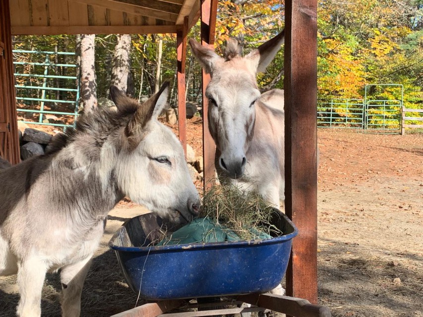 resident donkeys Thelly and Daisy