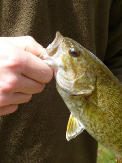Happy fishing! Bass and perch like our coves.