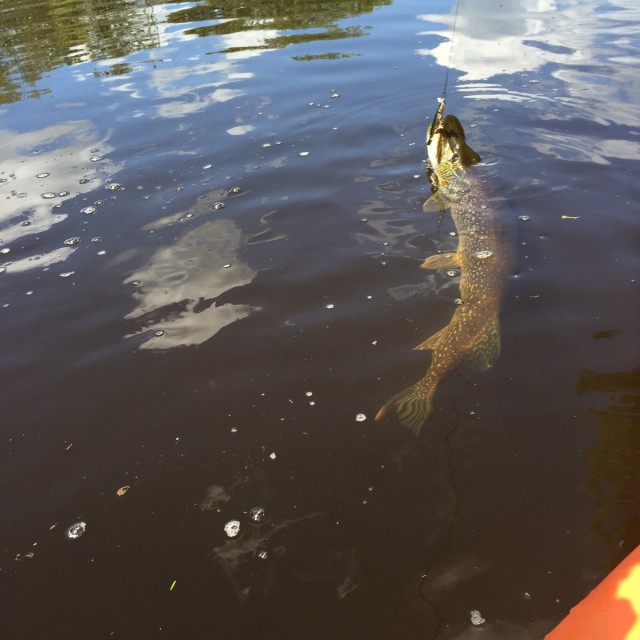 I tried fishing from my kayak! That was fun.