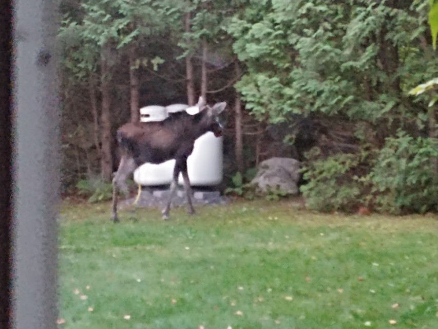 Young moose in the back yard. Can send link of video