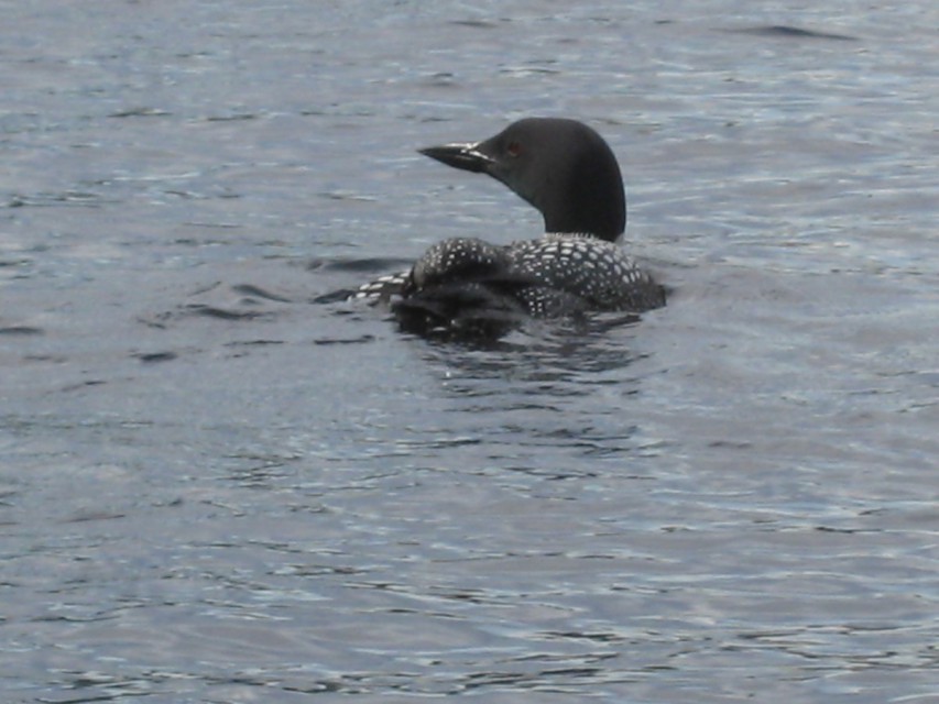 Loon in cove